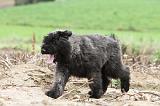 BOUVIER DES FLANDRES 184
